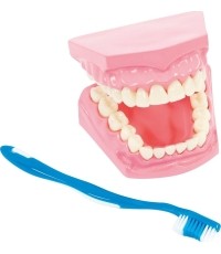Model for oral hygiene