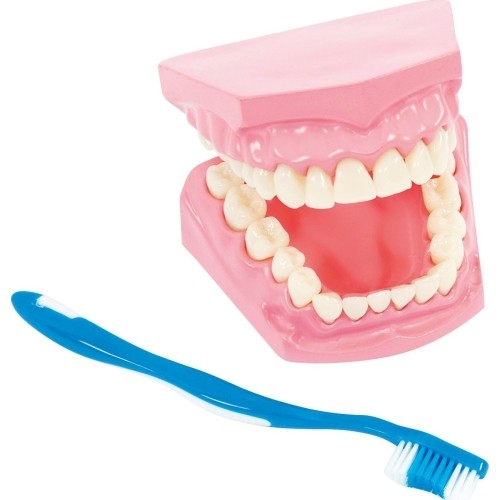 Model for oral hygiene