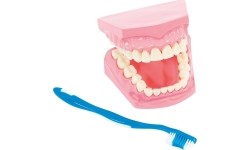 Model for oral hygiene