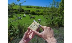 Baladeo Scyzoryk 'Terroir