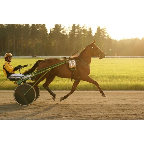 POLAR EQUINE diržas žirgui