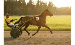 POLAR EQUINE diržas žirgui