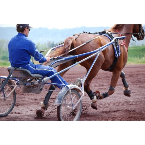 POLAR EQUINE diržas žirgui