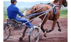 POLAR EQUINE diržas žirgui