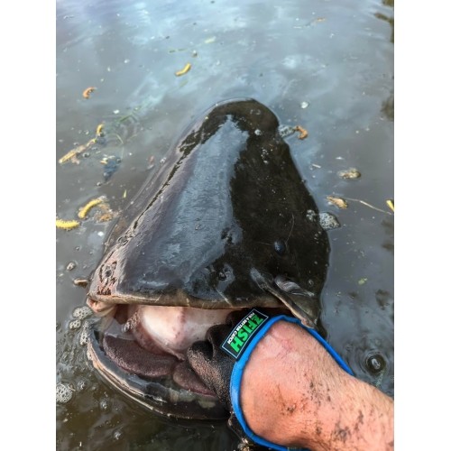 ZFISH rękawica na suma Catfish Glove