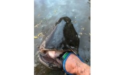 ZFISH rękawica na suma Catfish Glove