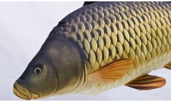 Poduszka Karp