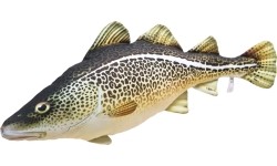 Poduszka Dorsz Atlantycki (38cm/75cm)