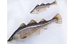 Poduszka Dorsz Atlantycki (38cm/75cm)