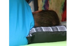 Poduszka podróżna turystyczna BasicNature Travel Comfort - 40x30 cm