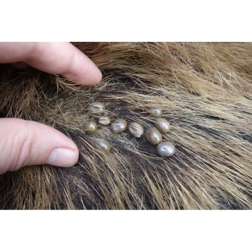 Mleczko repelent Mugga 50% DEET 50 ml