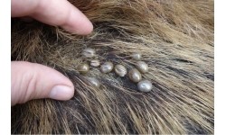 Mleczko repelent Mugga 50% DEET 50 ml