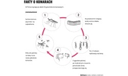 Mleczko repelent Mugga 50% DEET 50 ml
