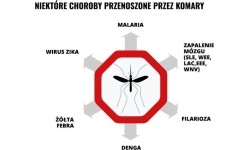 Mleczko repelent Mugga 50% DEET 50 ml