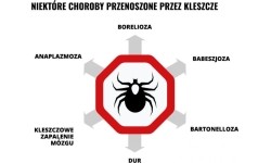 Mleczko repelent Mugga 50% DEET 50 ml