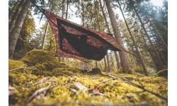 Az Traveller Camp Forest