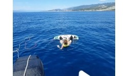 Spinera Wakeboard Good Lines